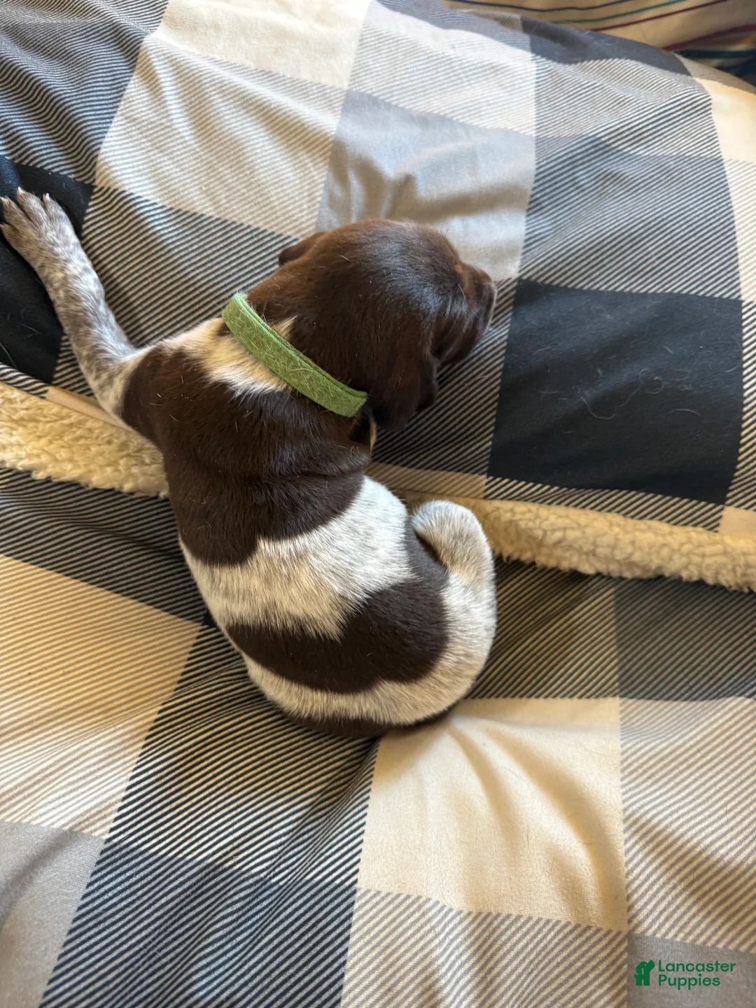 German Shorthaired Pointer dogs for sale: German Shorthaired Pointer Puppy 2 - Ad 1