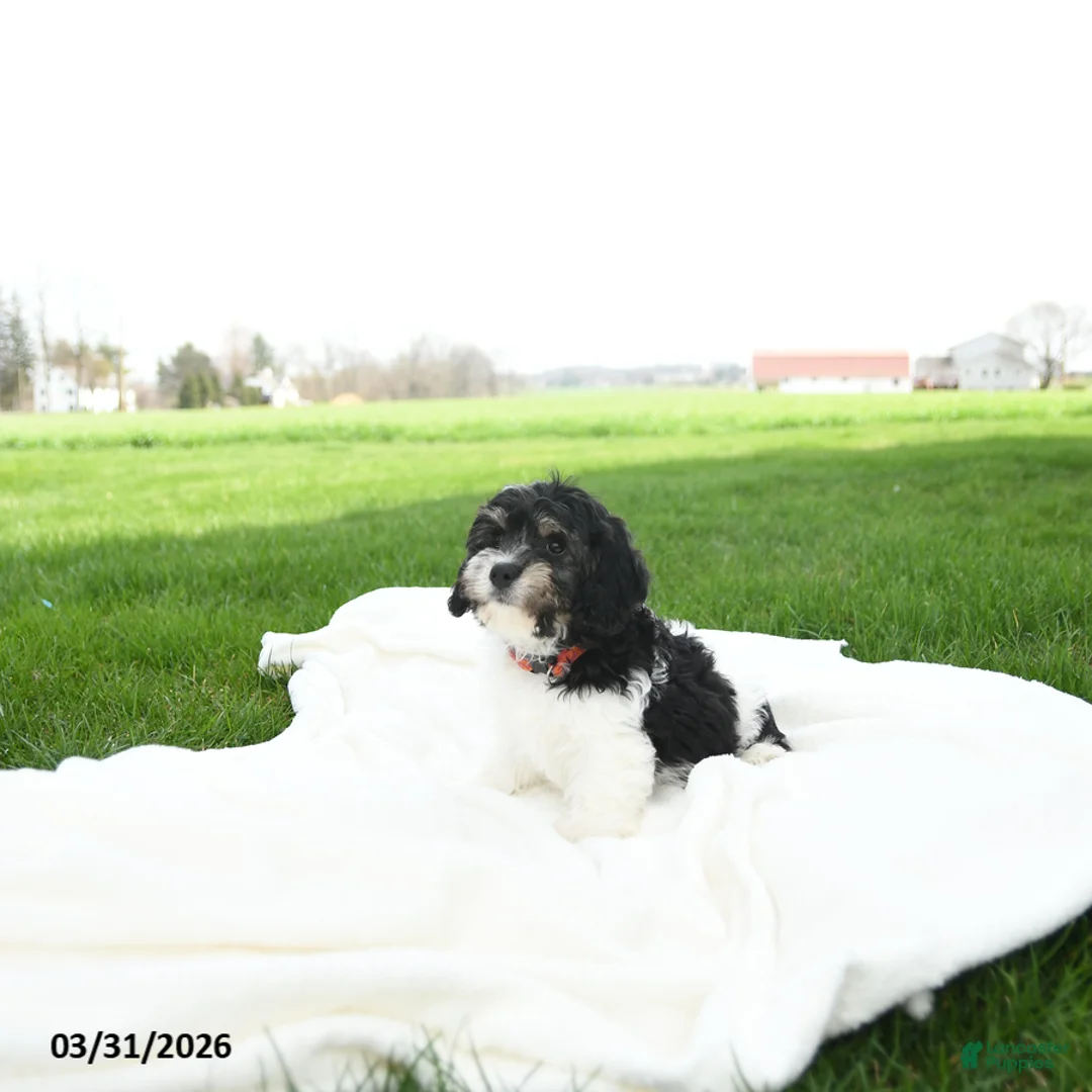 Cavachon dogs for sale: Jax - Ad 2