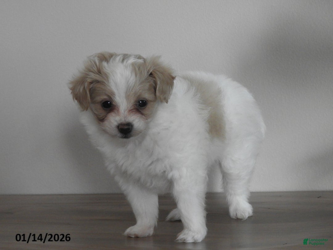 Pomapoo dogs for sale: Kenya - Ad 3