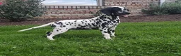 Dalmatian dogs for sale: Spot Female AKC Dalmatian  - Ad 3