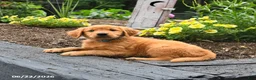 Golden Retriever dogs for sale: Rowdy - Ad 3