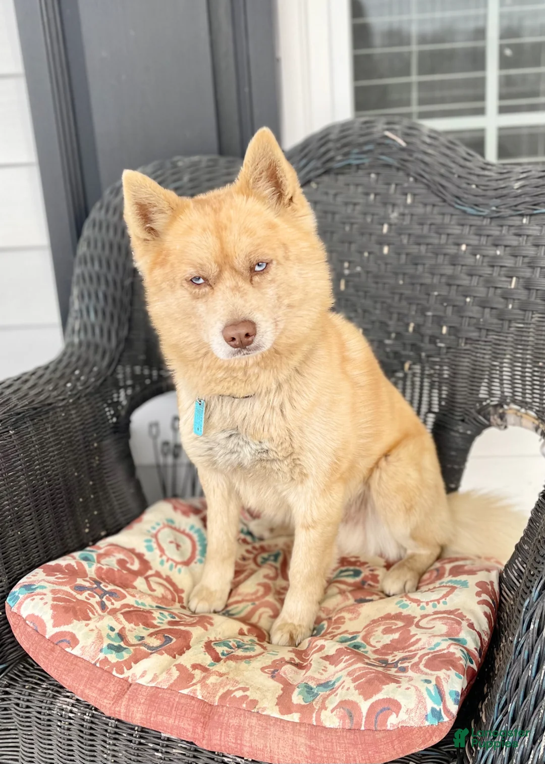 Pomsky dogs for sale: Clay - Ad 5