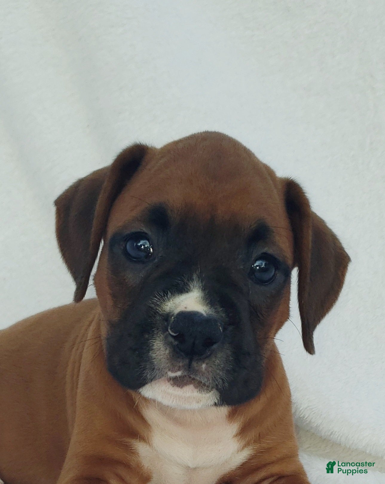 Boxer dogs Sarge - Ad 2