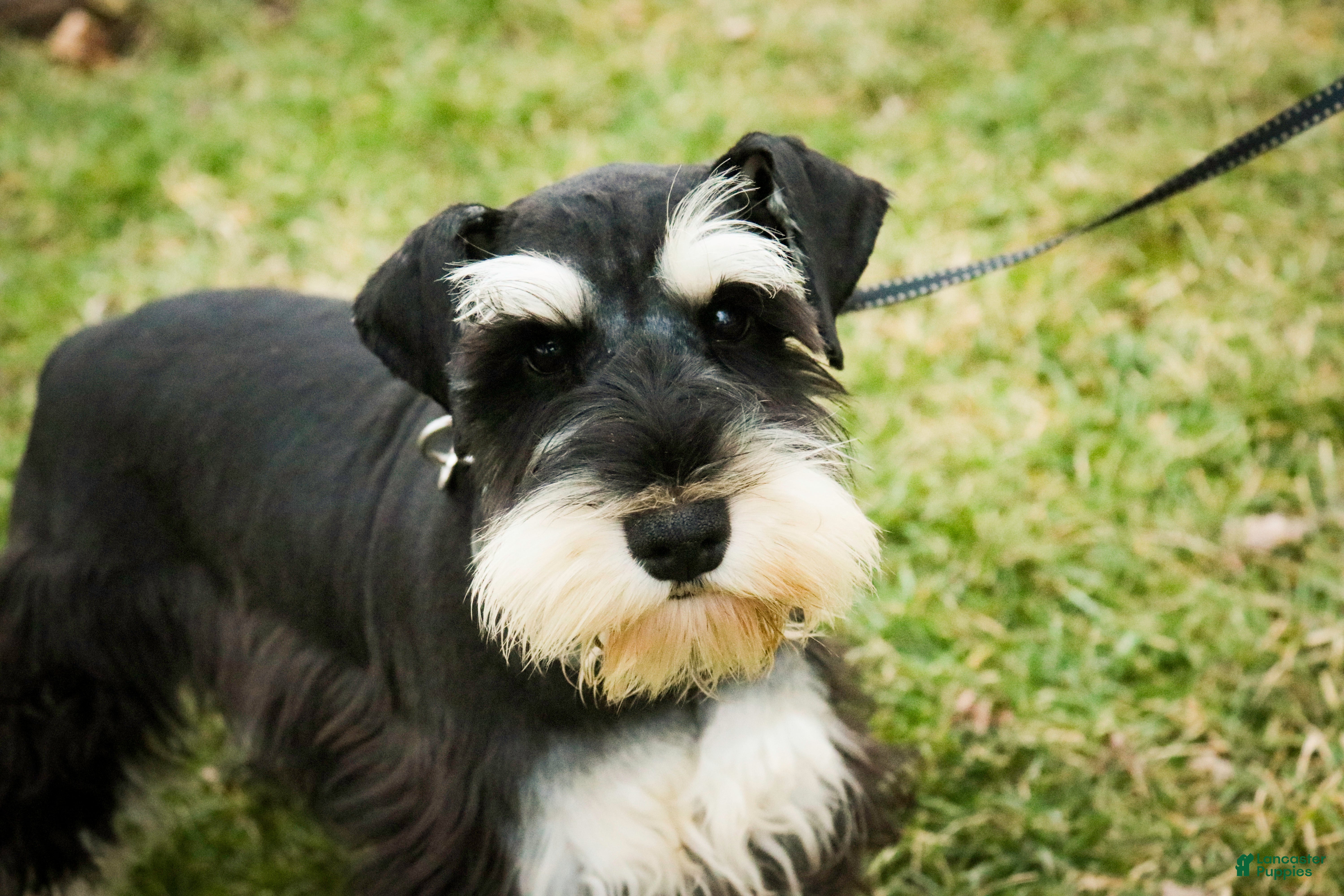 Miniature Schnauzer dogs Antonio - Ad 14