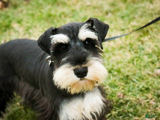 Miniature Schnauzer dogs Antonio - Ad 33