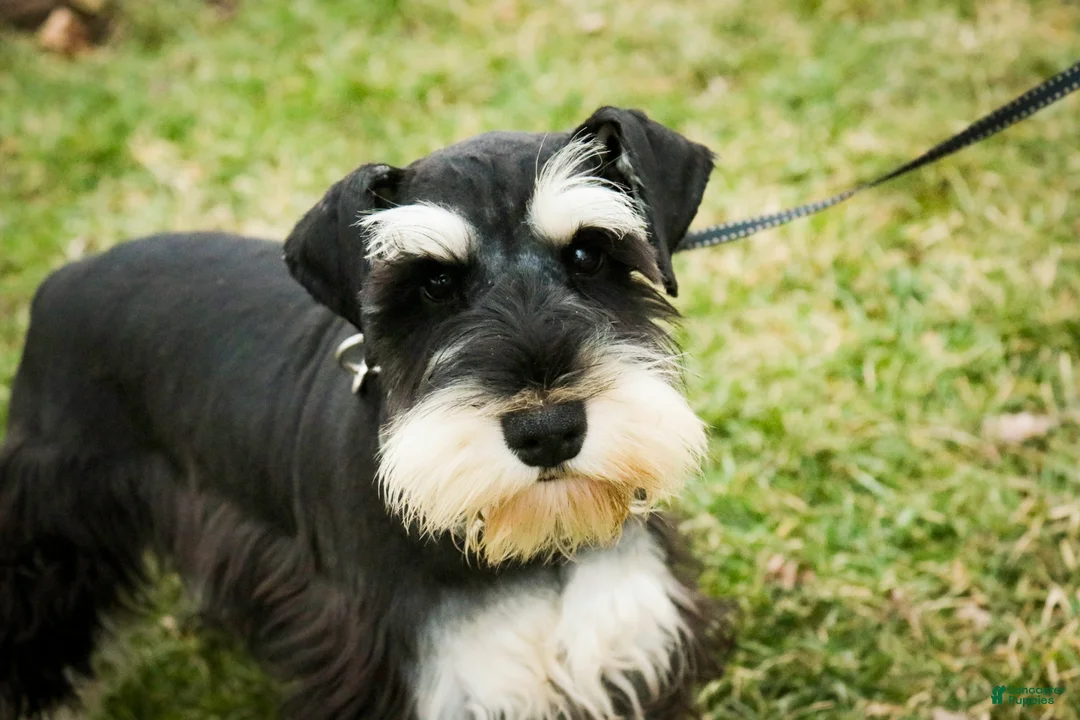 Miniature Schnauzer dogs for sale: Antonio - Ad 1