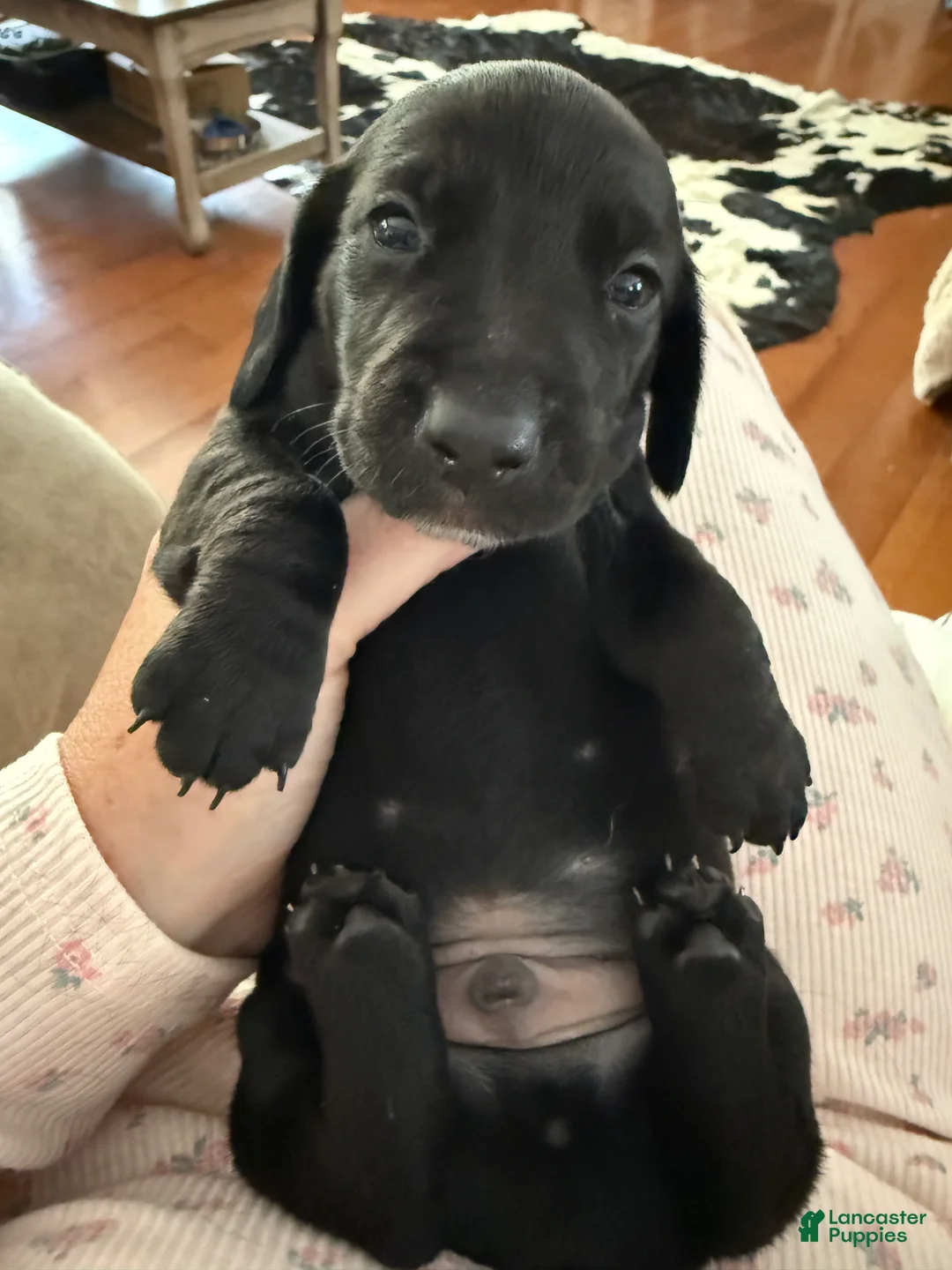 Miniature Dachshund dogs for sale: Rip Wheeler  - Ad 2