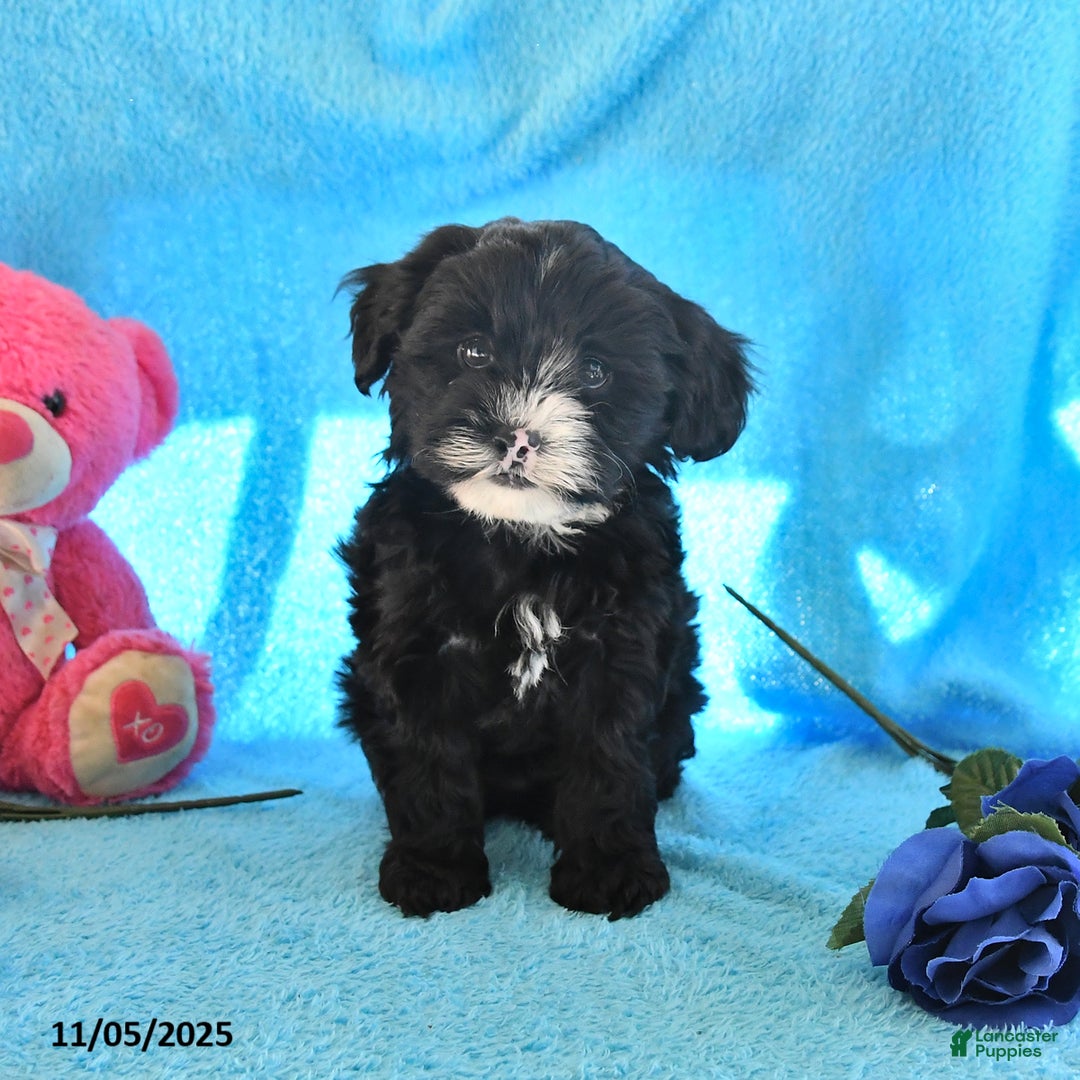 Yorkiepoo dogs for sale: Pebbles - Ad 1