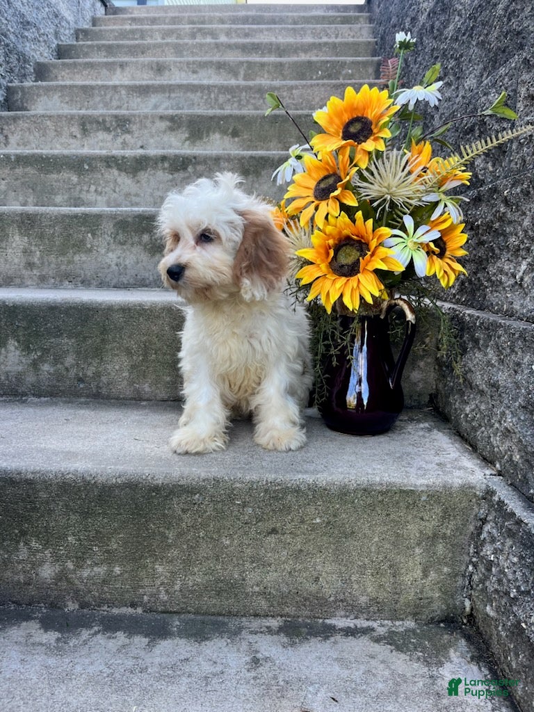 Cavapoo dogs Louie - Ad 2