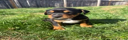 Mixed Breed dogs for sale: Snoopy - Ad 7