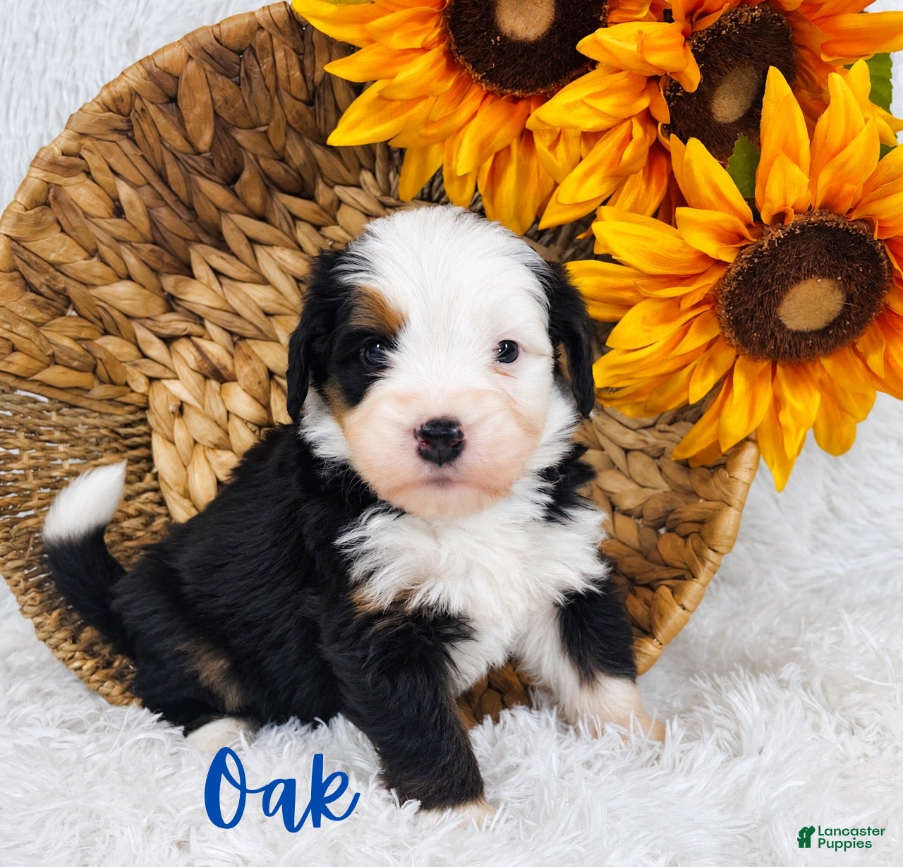 Mini Bernedoodle dogs for sale: Oak - Ad 3