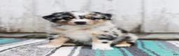 Australian Shepherd dogs for sale: Tulip - Ad 2