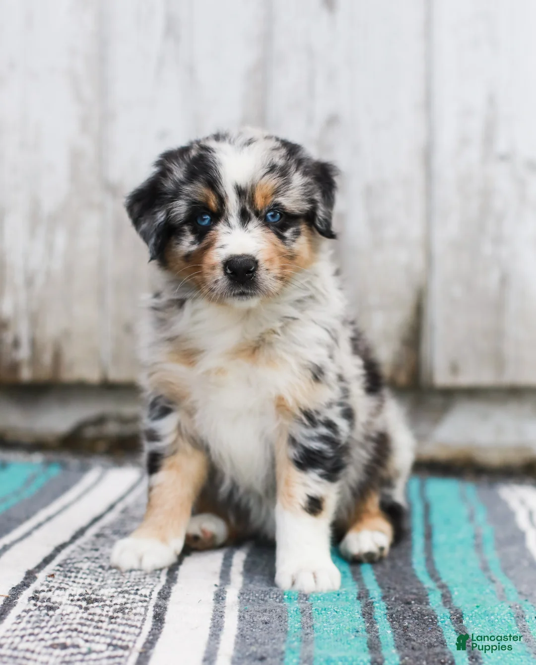 Australian Shepherd dogs for sale: Tulip - Ad 2