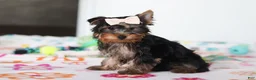Yorkshire Terrier dogs for sale: Bella - Ad 4