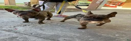 French Bulldog dogs for sale: French Bulldog 2 - Ad 3