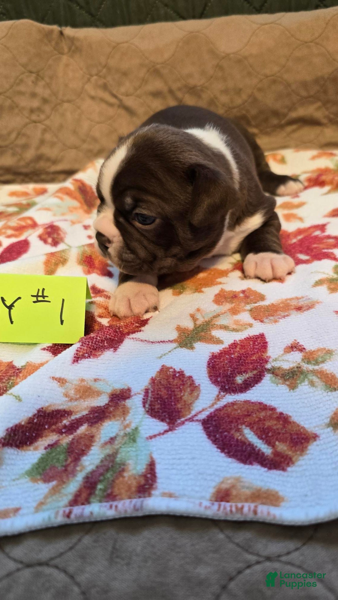 Boston Terrier dogs Boston Terrier 1 - Ad 1