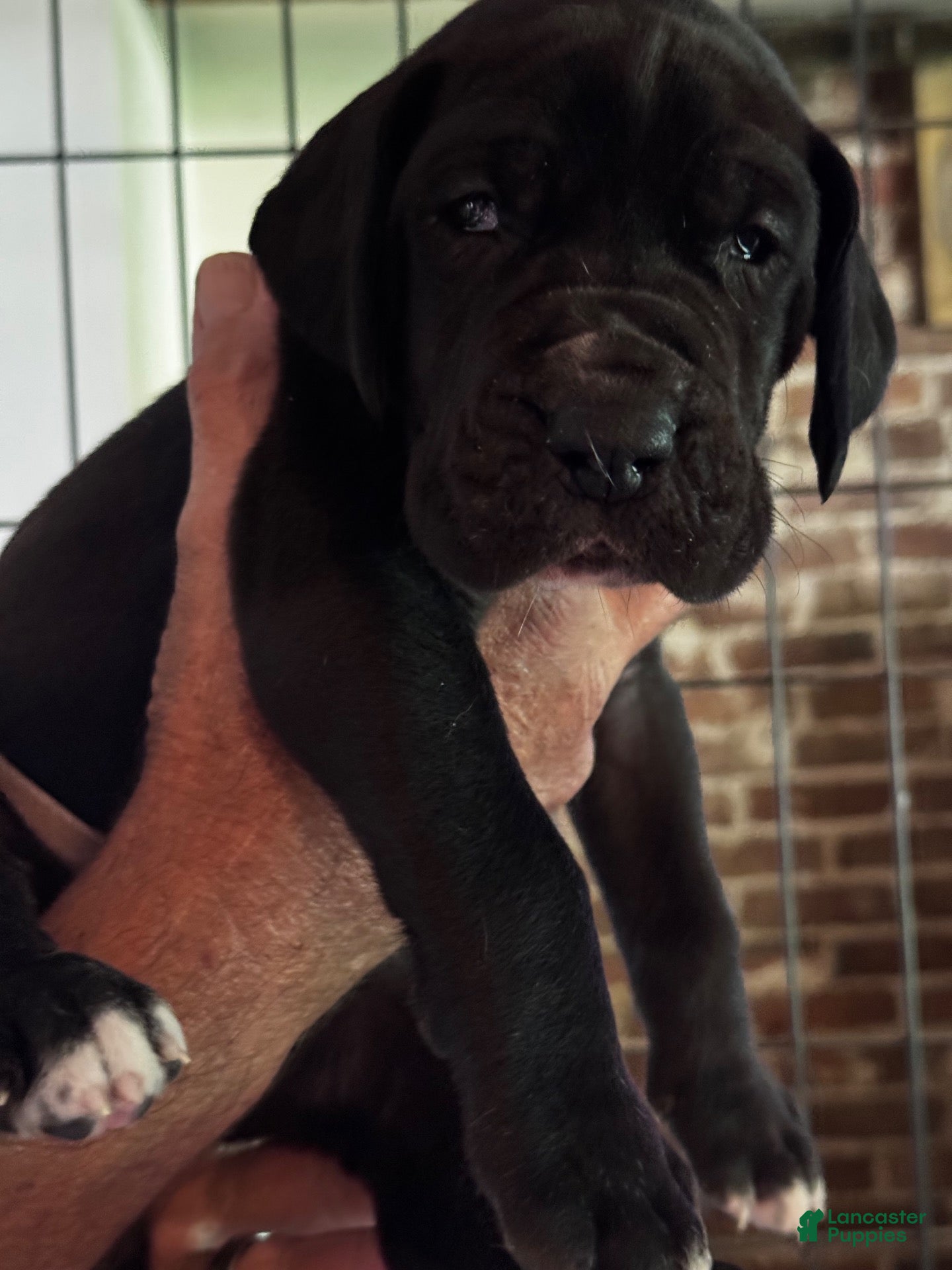 Great Dane dogs Great Dane 2 - Ad 1