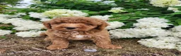 Miniature Poodle dogs for sale: Buster  - Ad 5