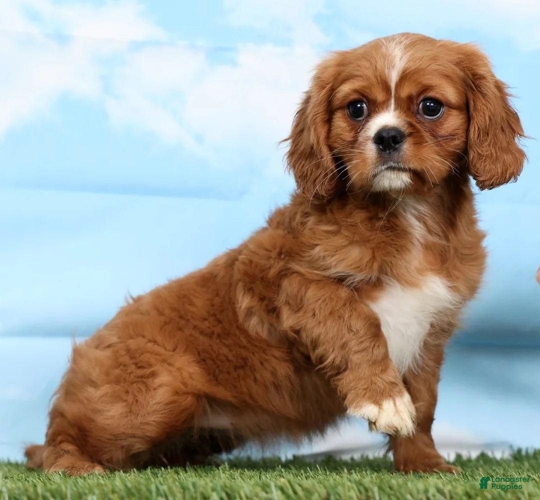 Cavalier King Charles Spaniel dogs for sale: Amber - Ad 2