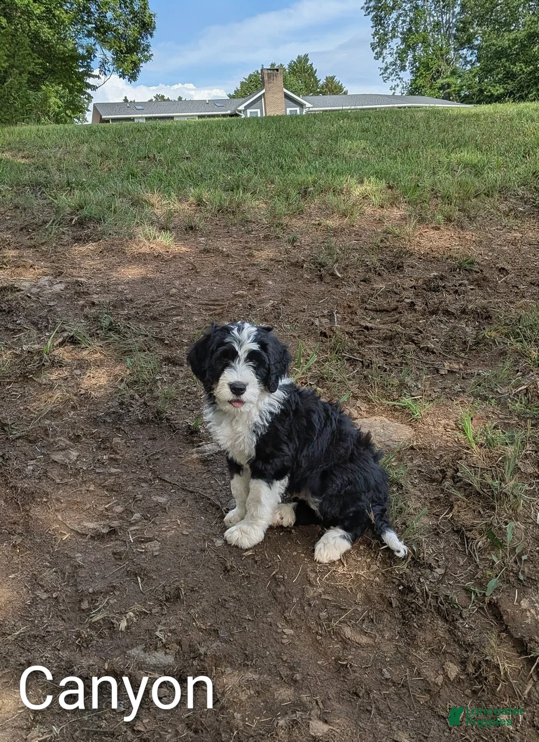 Mixed Breed dogs for sale: Canyon - Ad 2