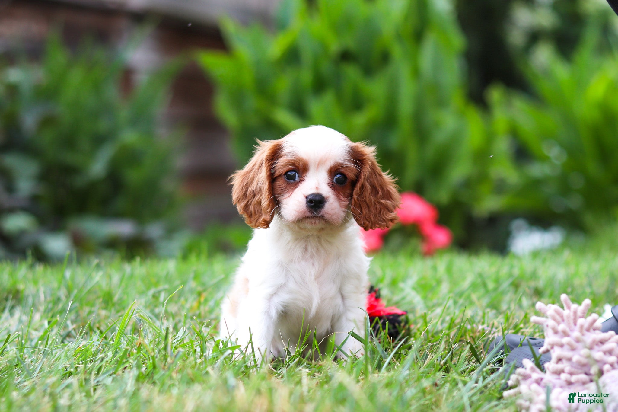 Cavalier King Charles Spaniel dogs Finley - Ad 1