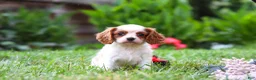 Cavalier King Charles Spaniel dogs for sale: Finley - Ad 1