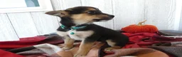 Australian Cattle Dog dogs for sale: Australian Cattle Dog 9 Blue Moon - Ad 6