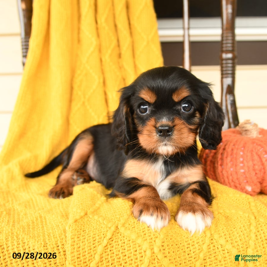 Cavalier King Charles Spaniel dogs Poppy - Ad 2