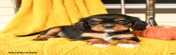 Cavalier King Charles Spaniel dogs for sale: Poppy - Ad 2