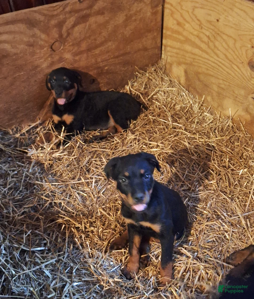 Rottweiler dogs for sale: Rottweiler Puppy 2 - Ad 7