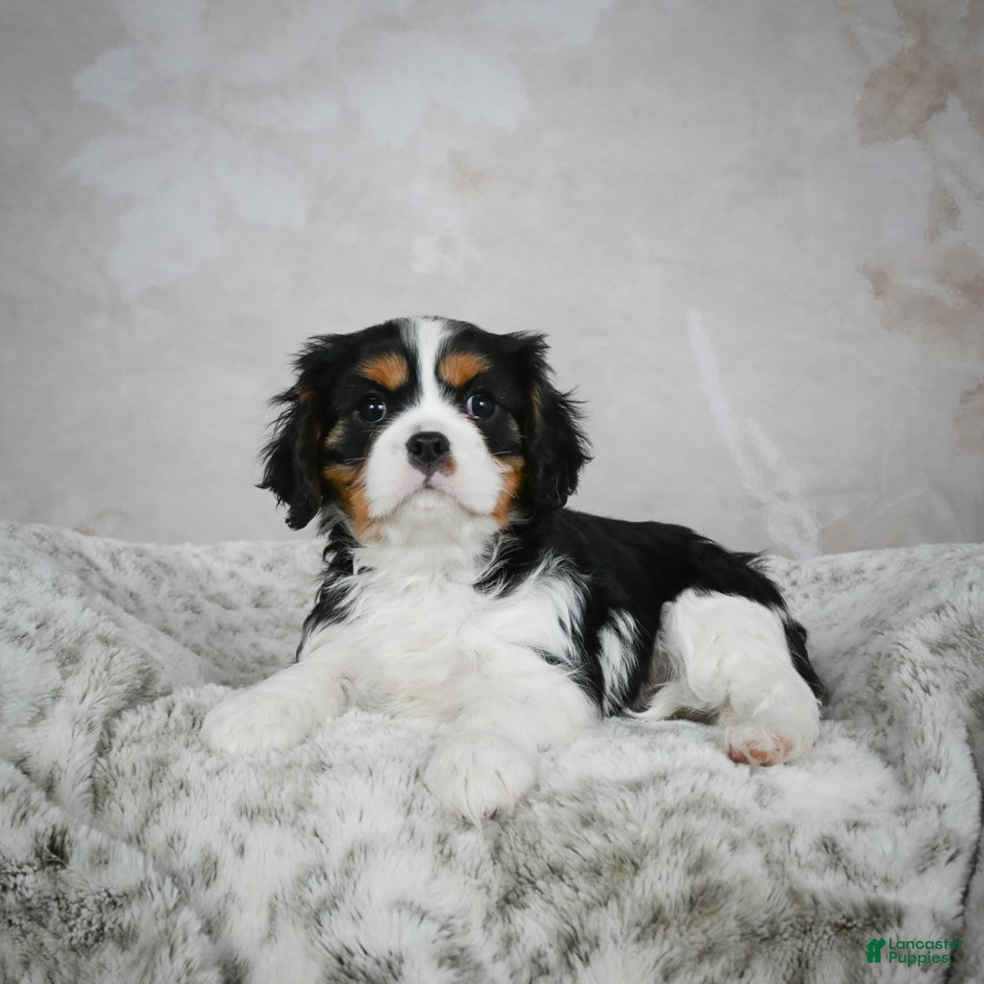 Cavalier King Charles Spaniel dogs for sale: Lynn - Ad 6