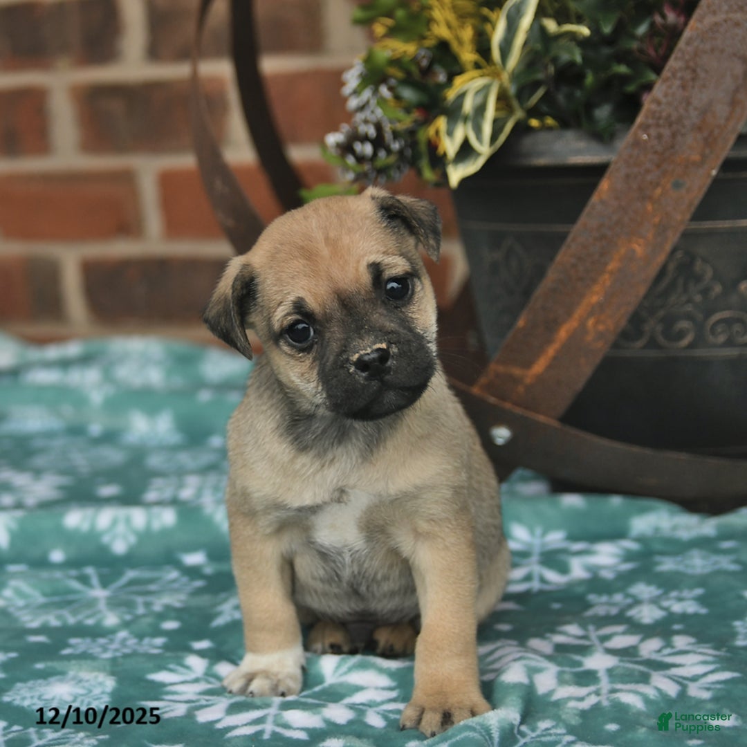 Jug dogs for sale: Rudolph  - Ad 3