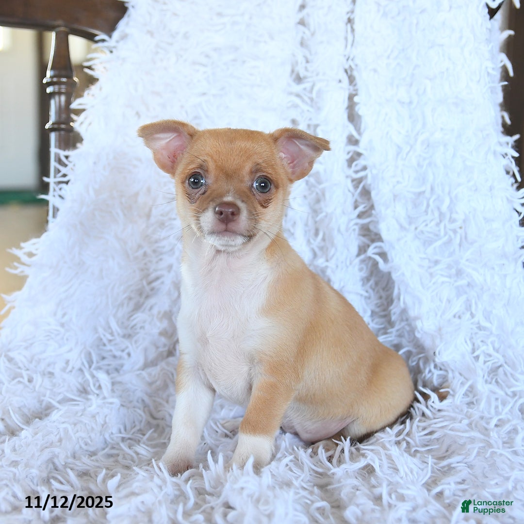 Chihuahua dogs for sale: Remy - Ad 1