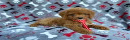 Cockapoo dogs for sale: Dasher - Ad 3