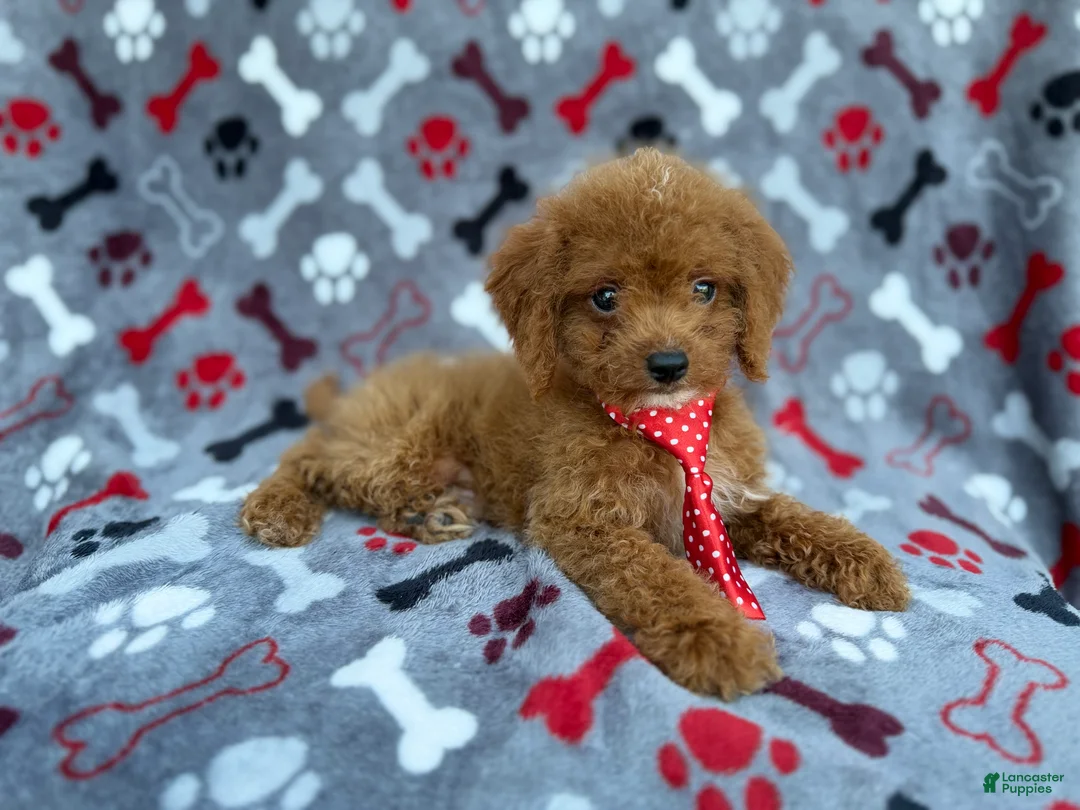 Cockapoo dogs for sale: Dasher - Ad 3