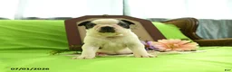 Boston Terrier dogs for sale: Vera - Ad 9