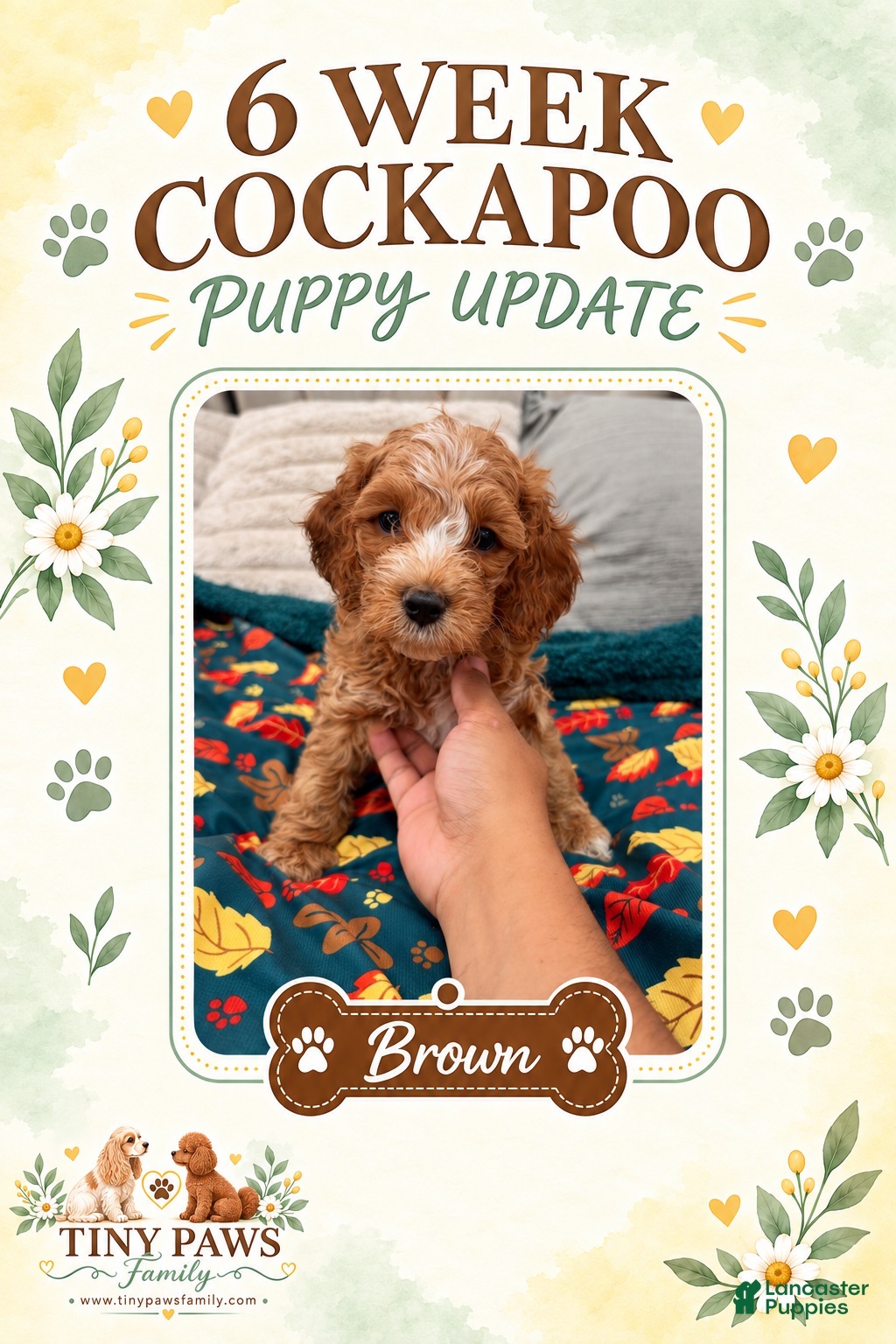 Cockapoo dogs for sale: Brown Collar - Ad 3