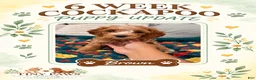 Cockapoo dogs for sale: Brown Collar - Ad 1