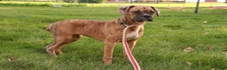 Boxer dogs for sale: Hallie - Ad 2