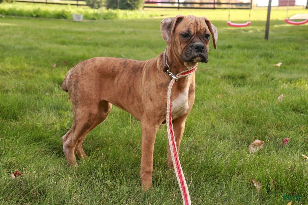 Boxer dogs for sale: Hallie - Ad 2