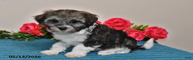 Chloe