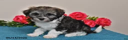 Havanese dogs for sale: Chloe - Ad 1
