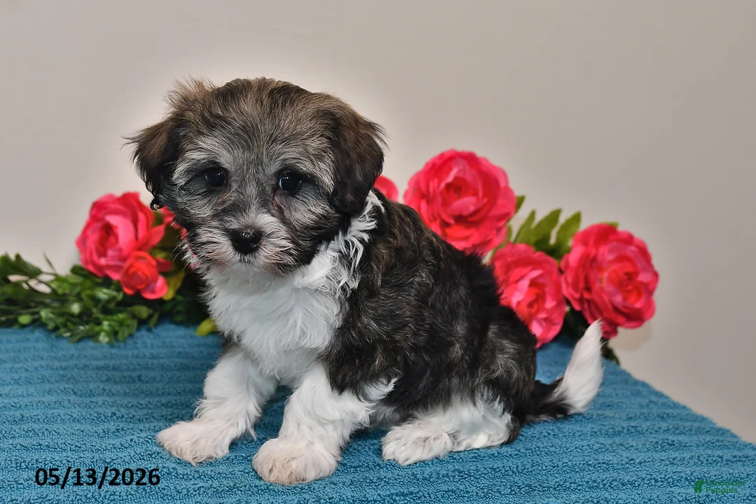 Havanese dogs for sale: Chloe - Ad 1