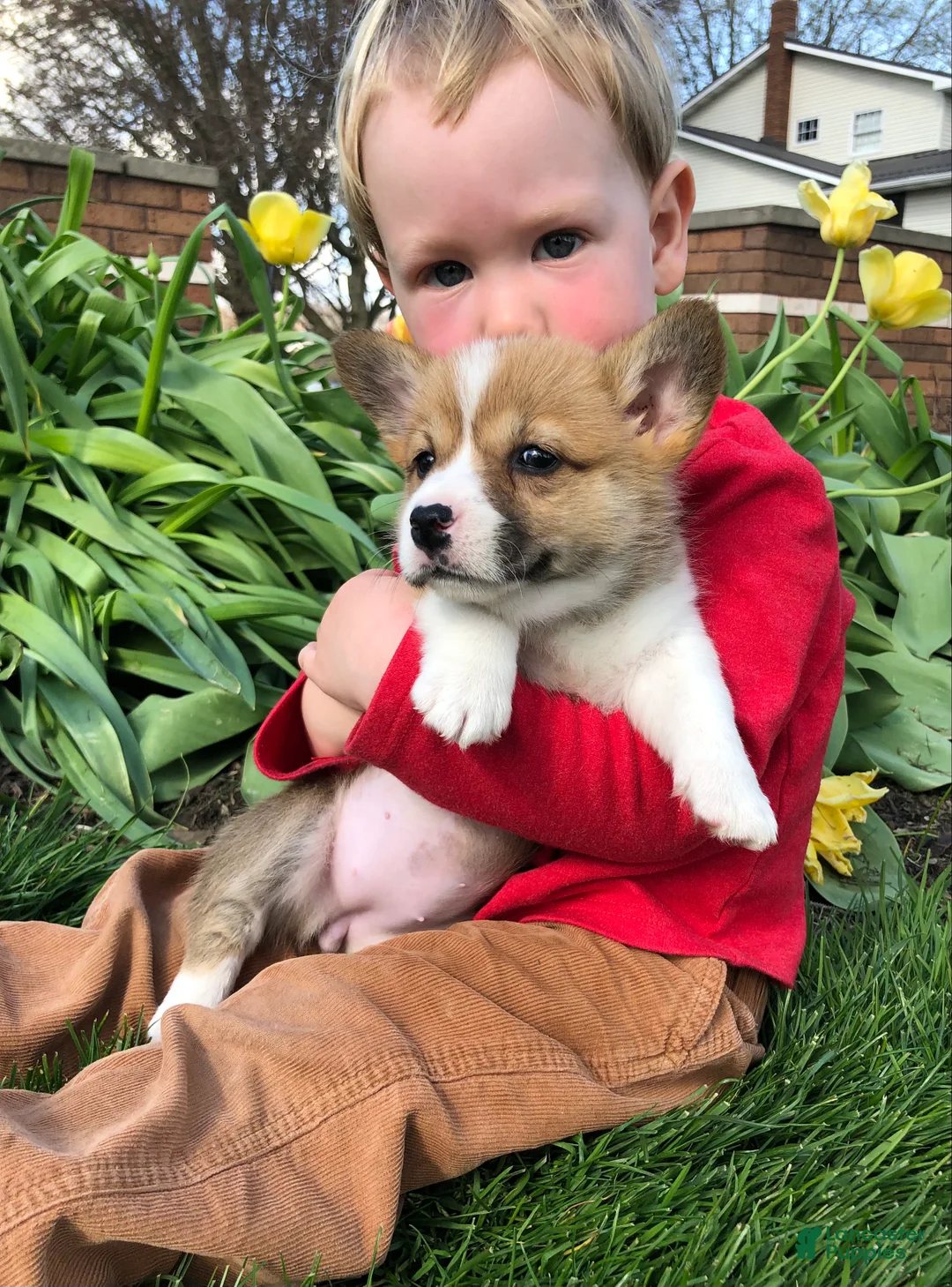 Welsh Corgi Pembroke dogs for sale: Josephine  - Ad 2