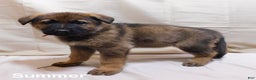 German Shepherd dogs for sale: Summer - Ad 5