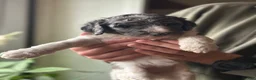 Standard Poodle dogs for sale: Birdie, Standard Poodle Puppy 9 - Ad 14