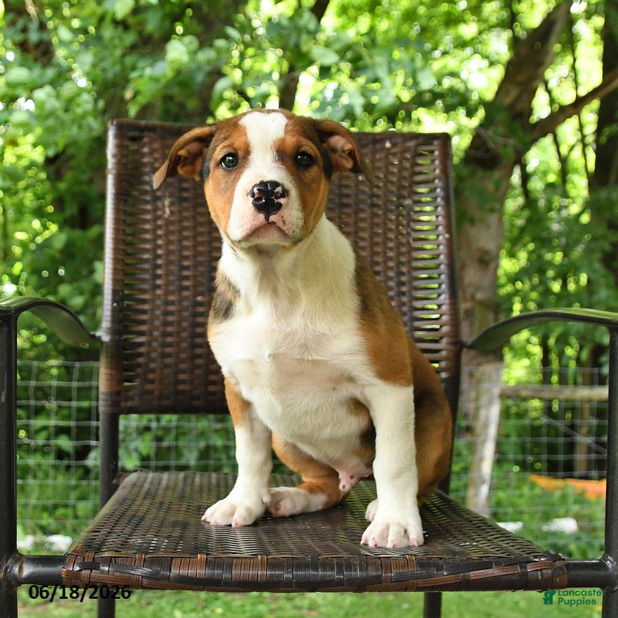 Mixed Breed dogs Harrison - Ad 1