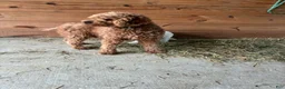 Mini Goldendoodle dogs for sale: Stella - Ad 4