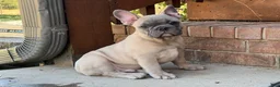 French Bulldog dogs for sale: Hank - Ad 8