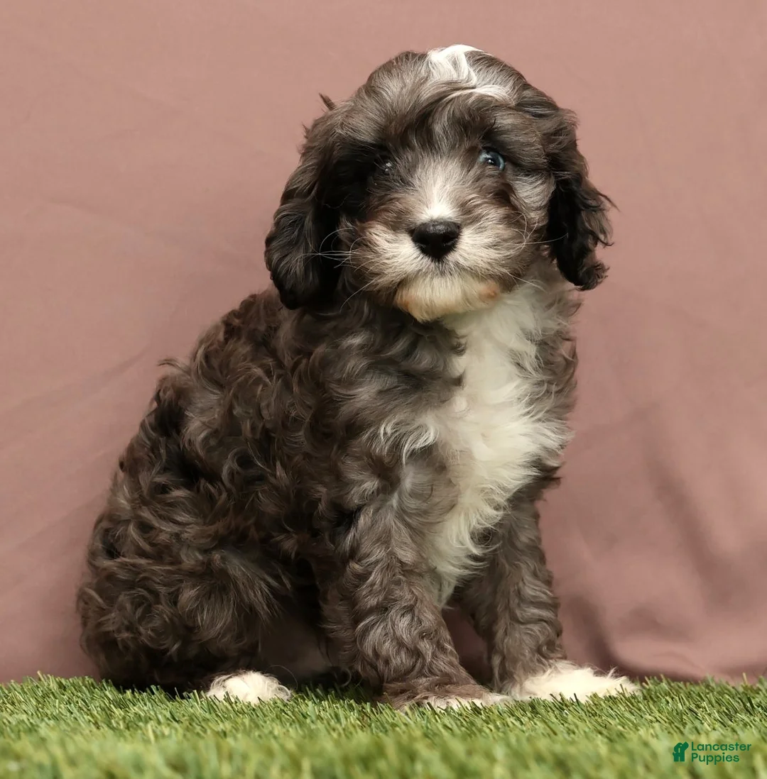 Cavapoo dogs for sale: Cooper - Ad 2